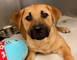 Shelter Stray Male Dog last seen , 4000 N Silverbell Rd, Tucson, AZ 85745, USA