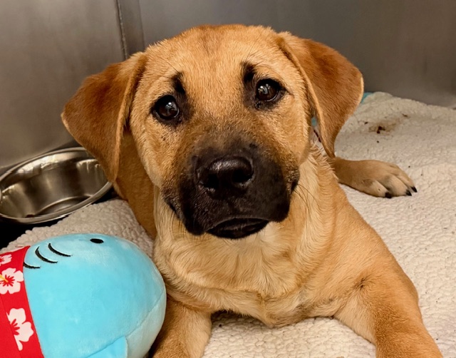 Shelter Stray Male Dog last seen , 4000 N Silverbell Rd, Tucson, AZ 85745, USA