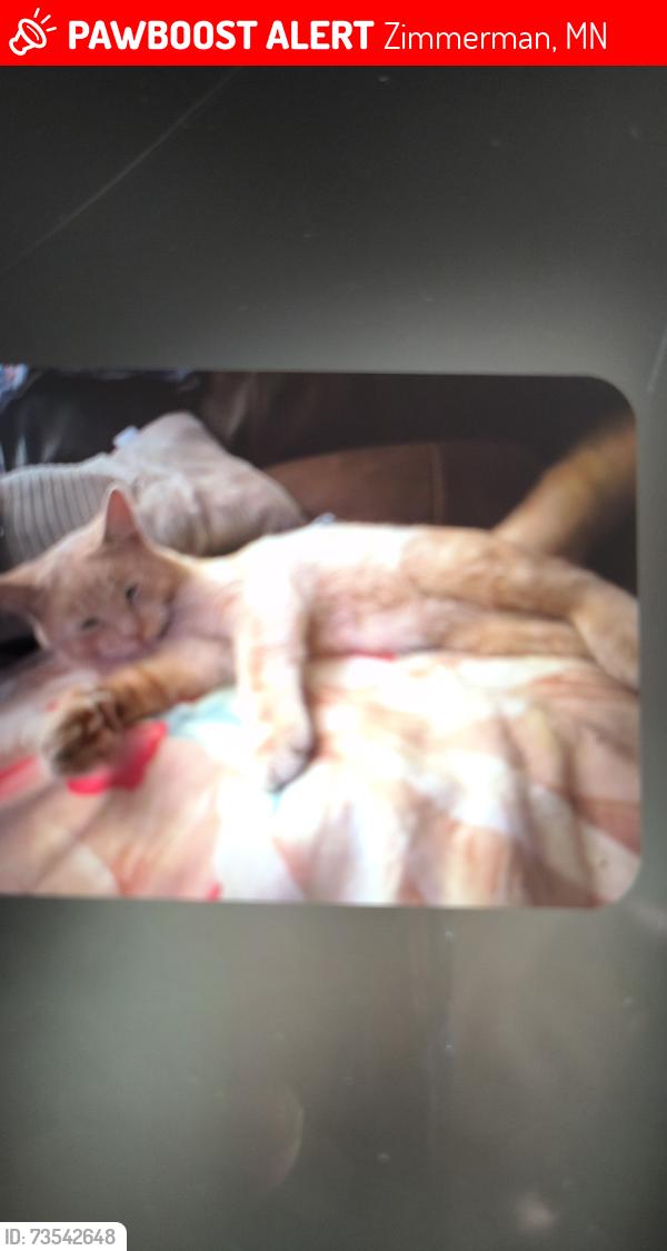 Lost Male Cat last seen Zimmerman grill ZBG. Angenos pizza, Zimmerman, MN 55398