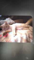 Lost Male Cat last seen Zimmerman grill ZBG. Angenos pizza, Zimmerman, MN 55398