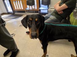 Shelter Stray Male Dog last seen Near BLOCK 62ND AVE S, TUKWILA WA 98168, 21615 64th Ave S, Kent, WA 98032, USA