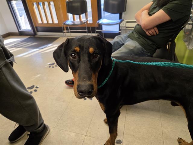 Shelter Stray Male Dog last seen Near BLOCK 62ND AVE S, TUKWILA WA 98168, 21615 64th Ave S, Kent, WA 98032, USA