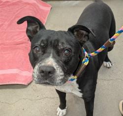 Shelter Stray Female Dog last seen , 4000 N Silverbell Rd, Tucson, AZ 85745, USA