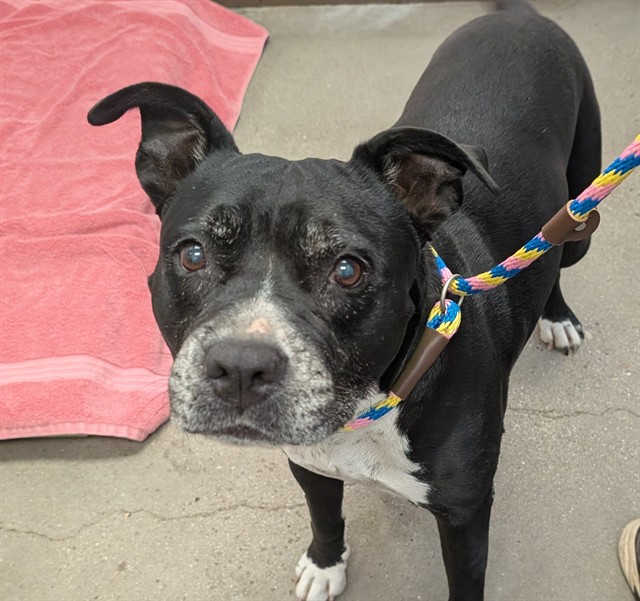 Shelter Stray Female Dog last seen , 4000 N Silverbell Rd, Tucson, AZ 85745, USA
