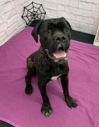 Shelter Stray Male Dog last seen Near BLOCK CONCORD ST, DETROIT MI 48211, 1431 E Ferry St, Detroit, MI 48211, USA