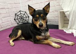 Shelter Stray Male Dog last seen Near BLOCK E WARREN AVE, DETROIT MI 48224, 1431 E Ferry St, Detroit, MI 48211, USA