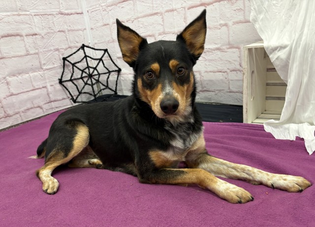 Shelter Stray Male Dog last seen Near BLOCK E WARREN AVE, DETROIT MI 48224, 1431 E Ferry St, Detroit, MI 48211, USA