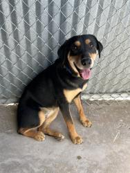 Shelter Stray Female Dog last seen , 4000 N Silverbell Rd, Tucson, AZ 85745, USA