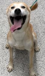 Shelter Stray Male Dog last seen Near BLOCK LAMOTHE ST DETROIT MI 48206, 1431 E Ferry St, Detroit, MI 48211, USA