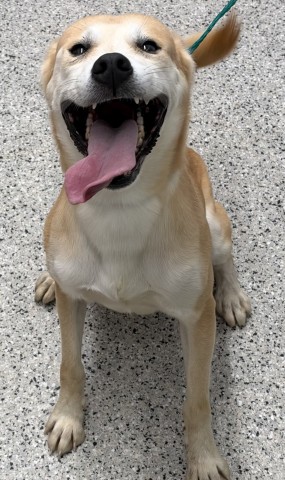 Shelter Stray Male Dog last seen Near BLOCK LAMOTHE ST DETROIT MI 48206, 1431 E Ferry St, Detroit, MI 48211, USA