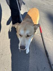 Shelter Stray Male Dog last seen S KENTUCKY AVE / SW BINKLEY ST, 2811 SE 29th St, Oklahoma City, OK 73129, USA