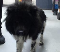 Shelter Stray Male Dog last seen Near BLOCK LOTTIE ST, SPRING LAKE NC 28390, 4704 Corporation Dr, Fayetteville, NC 28306, USA