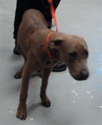 Shelter Stray Female Dog last seen Near BLOCK LOTTIE ST, SPRING LAKE NC 28390, 4704 Corporation Dr, Fayetteville, NC 28306, USA