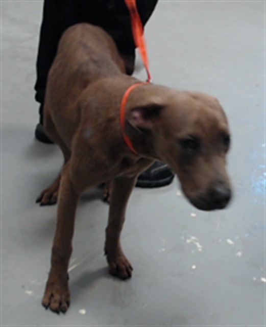 Shelter Stray Female Dog last seen Near BLOCK LOTTIE ST, SPRING LAKE NC 28390, 4704 Corporation Dr, Fayetteville, NC 28306, USA
