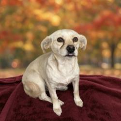 Shelter Stray Female Dog last seen , 11361 W Pico Blvd, Los Angeles, CA 90064, USA