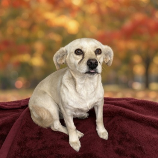 Shelter Stray Female Dog last seen , 11361 W Pico Blvd, Los Angeles, CA 90064, USA