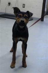 Shelter Stray Female Dog last seen Near BLOCK LACEWOOD CT, FAYETTEVILLE NC 28306, 4704 Corporation Dr, Fayetteville, NC 28306, USA
