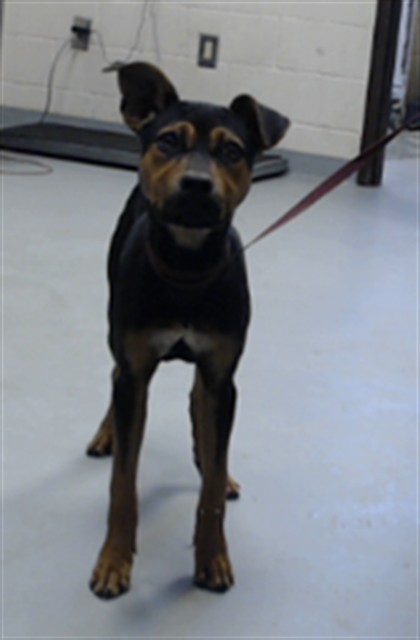 Shelter Stray Female Dog last seen Near BLOCK LACEWOOD CT, FAYETTEVILLE NC 28306, 4704 Corporation Dr, Fayetteville, NC 28306, USA