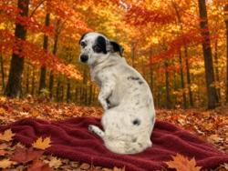Shelter Stray Female Dog last seen , 11361 W Pico Blvd, Los Angeles, CA 90064, USA