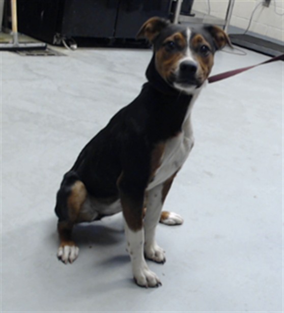 Shelter Stray Female Dog last seen Near BLOCK LACEWOOD CT, FAYETTEVILLE NC 28306, 4704 Corporation Dr, Fayetteville, NC 28306, USA