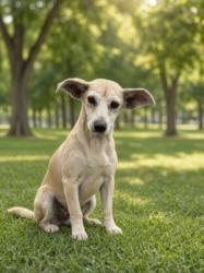 Shelter Stray Female Dog last seen , 11361 W Pico Blvd, Los Angeles, CA 90064, USA