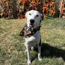 Shelter Stray Male Dog last seen Near BLOCK STACE, 4710 TX-151, San Antonio, TX 78227, USA