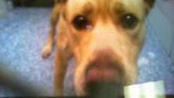 Shelter Stray Male Dog last seen CHARLOTTE, 8315 Byrum Dr, Charlotte, NC 28217, USA