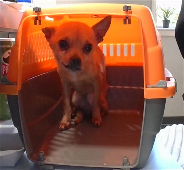 Shelter Stray Male Dog last seen CHARLOTTE, 8315 Byrum Dr, Charlotte, NC 28217, USA