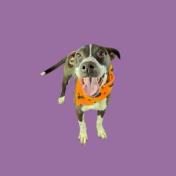 Shelter Stray Female Dog last seen Near BLOCK GREGORY DR, MOJAVE CA 93501, 3951 Fruitvale Ave, Bakersfield, CA 93308, USA