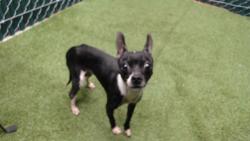 Shelter Stray Male Dog last seen , 11258 Garfield Ave, Downey, CA 90242, USA