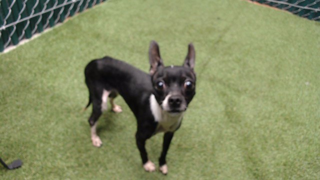 Shelter Stray Male Dog last seen , 11258 Garfield Ave, Downey, CA 90242, USA