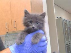 Shelter Stray Male Cat last seen MARCONI AVE/ EASTERN AVE, 95821, 3839 Bradshaw Rd, Sacramento, CA 95827, USA
