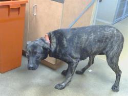 Shelter Stray Female Dog last seen OAK LN/8TH ST, RIO LINDA CA 95673, 3839 Bradshaw Rd, Sacramento, CA 95827, USA