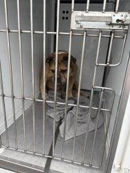 Shelter Stray Female Dog last seen BRADSHAW RD/ FARM LN, 95827, 3839 Bradshaw Rd, Sacramento, CA 95827, USA