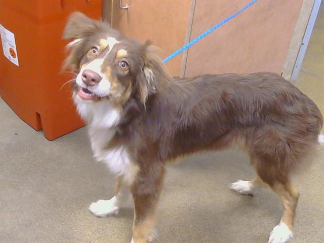 Shelter Stray Female Dog last seen S WATT AVE/ MANLOVE ROAD, EG, 3839 Bradshaw Rd, Sacramento, CA 95827, USA