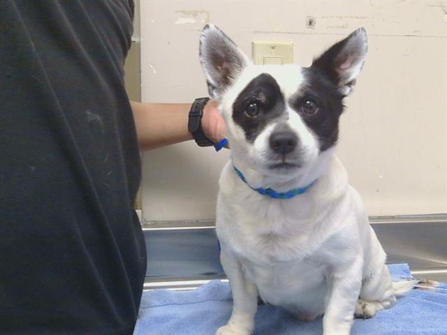 Shelter Stray Male Dog last seen 47TH AVE/ 44TH ST, 95824, 3839 Bradshaw Rd, Sacramento, CA 95827, USA