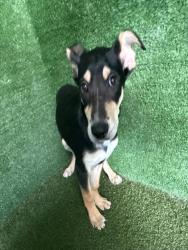 Shelter Stray Male Dog last seen , 5210 W Ave I, Lancaster, CA 93536, USA