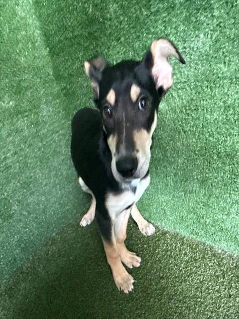 Shelter Stray Male Dog last seen , 5210 W Ave I, Lancaster, CA 93536, USA