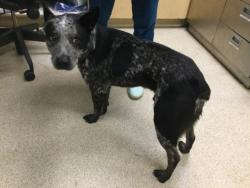 Shelter Stray Male Dog last seen PEDLEY ROAD / JURUPA ROAD, JURUPA VALLEY, CA, 6851 Van Buren Boulevard, Jurupa Valley, CA 92509, USA