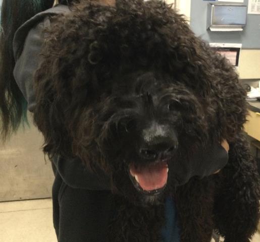 Shelter Stray Female Dog last seen RIVERWALK/PORTOFINO, 6851 Van Buren Boulevard, Jurupa Valley, CA 92509, USA