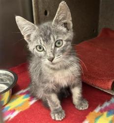 Shelter Stray Male Cat last seen Near BLOCK N MIAMI AVE, FRESNO CA 93727 8039, 5277 E Airways Blvd, Fresno, CA 93727, USA