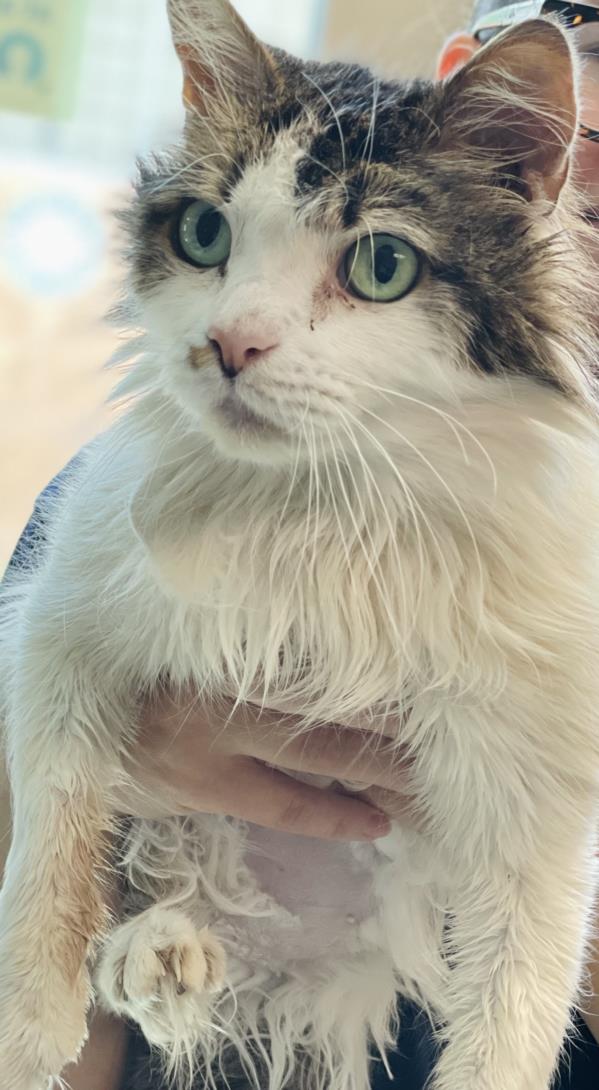 Shelter Stray Female Cat last seen , 14409 Vanowen St, Van Nuys, CA 91405, USA