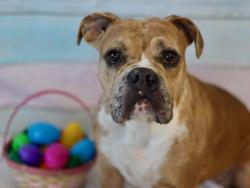 Shelter Stray Female Dog last seen , 14409 Vanowen St, Van Nuys, CA 91405, USA