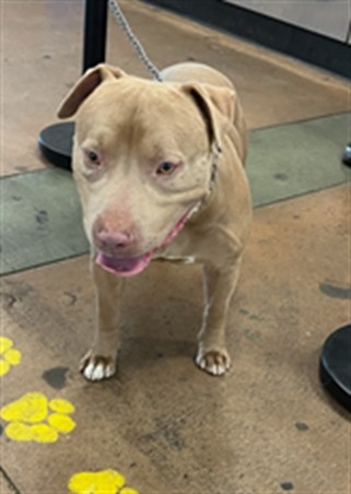 Shelter Stray Male Dog last seen , 14409 Vanowen St, Van Nuys, CA 91405, USA