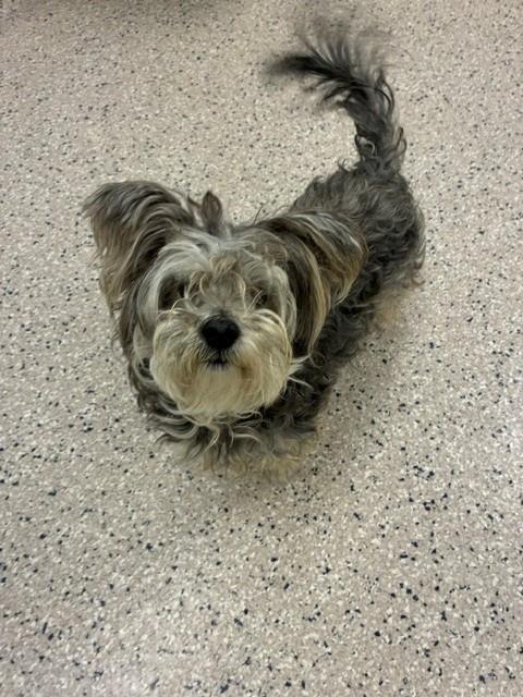 Shelter Stray Female Dog last seen Near BLOCK E SOUTHERN ST, 12155 Park Blvd, Brighton, CO 80601, USA