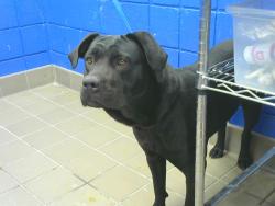Shelter Stray Female Dog last seen ROSEMONT AVE NE, 8920 Lomas Blvd NE, Albuquerque, NM 87112, USA
