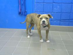 Shelter Stray Female Dog last seen ROSEMONT AVE NE, 8920 Lomas Blvd NE, Albuquerque, NM 87112, USA