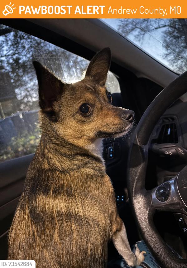 Found/Stray Female Dog last seen Between DD and 71 right beside i29, Andrew County, MO 64505
