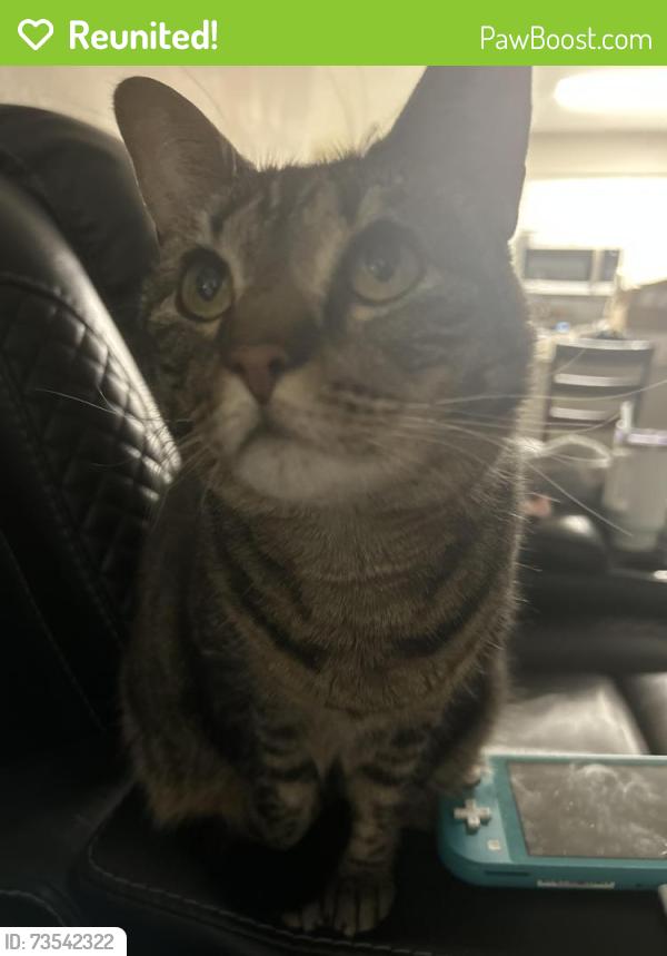 Reunited Female Cat last seen Conroy Rd and Turkey Lake Rd, Orlando, FL 32835