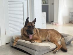 Reunited Male Dog last seen Miami Gardens, FL 33169, USA, Miami Gardens, FL 33169